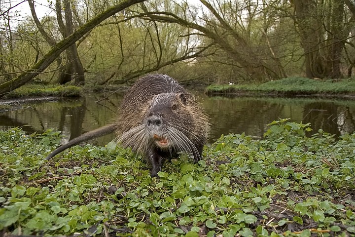 Nutria Biberratte Myocastor coypus